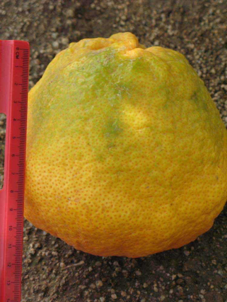            Fruit (Riverside, CA)   